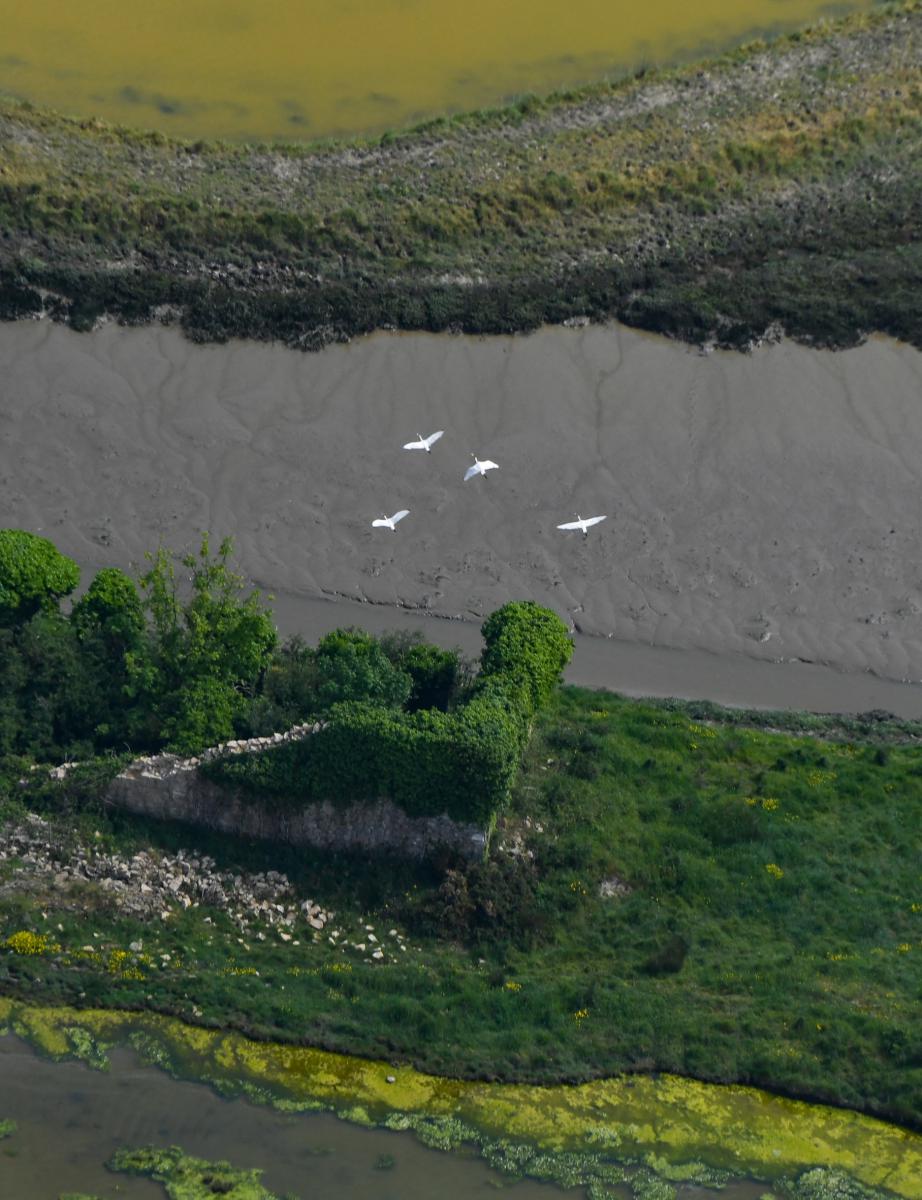 Photo Vol de spatules dans les marais de Séné • Golfe du Morbihan