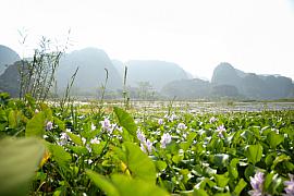 Photo Dans les rizières de Tam Coc • Baie d'Halong terrestre • Tonkin • Vietnam