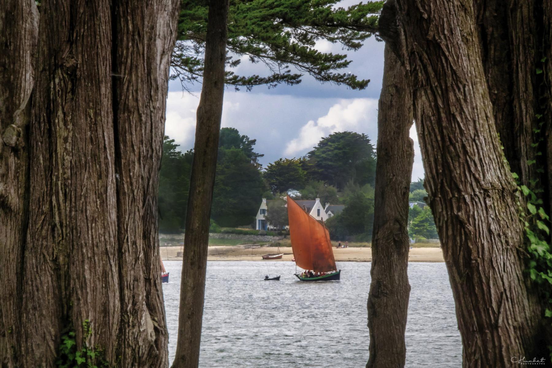 Photographie Entre les cyprès centenaires, ce Sinagot navigue sous voiles ocres, au cœur du Golfe du Morbihan, témoin de l'héritage maritime de la «petite mer»