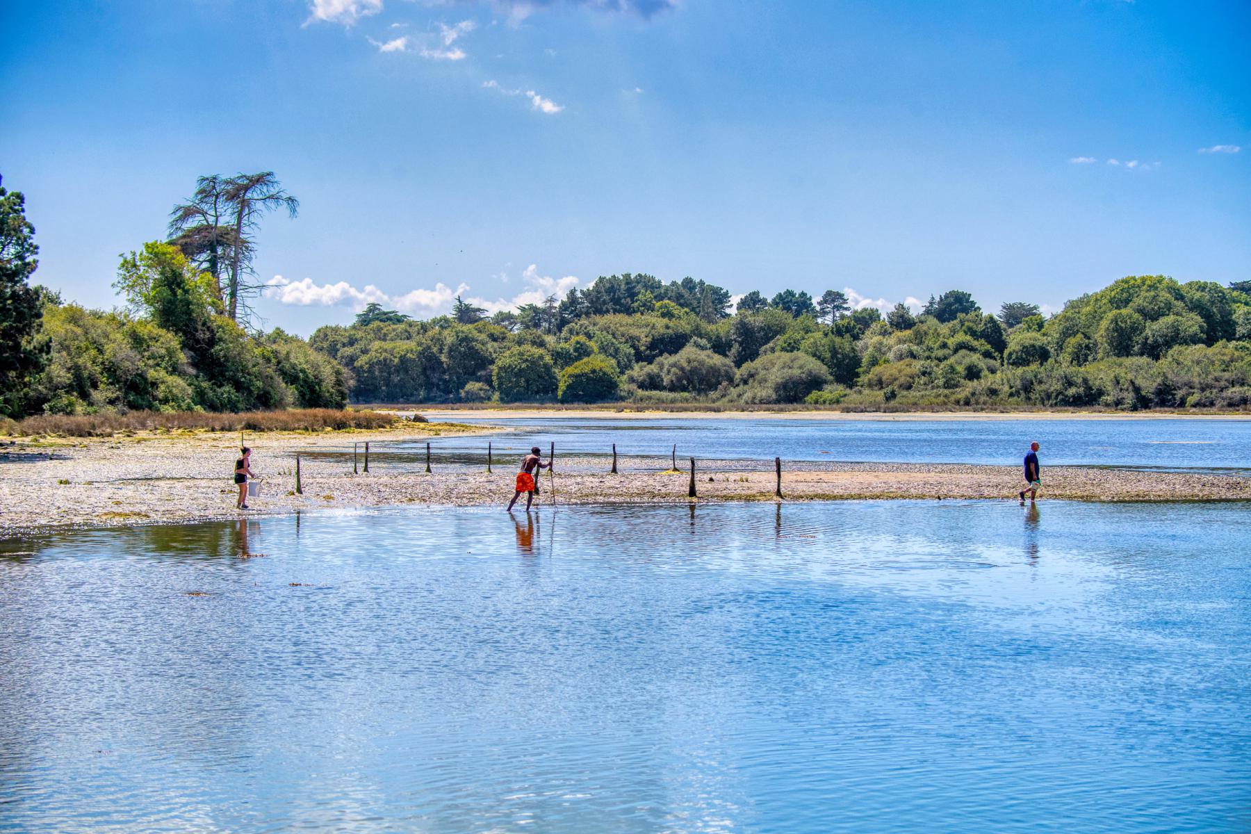 Photographie À marée basse, l'étang de Pencastel à Arzon devient le théâtre d'une pêche traditionnelle.