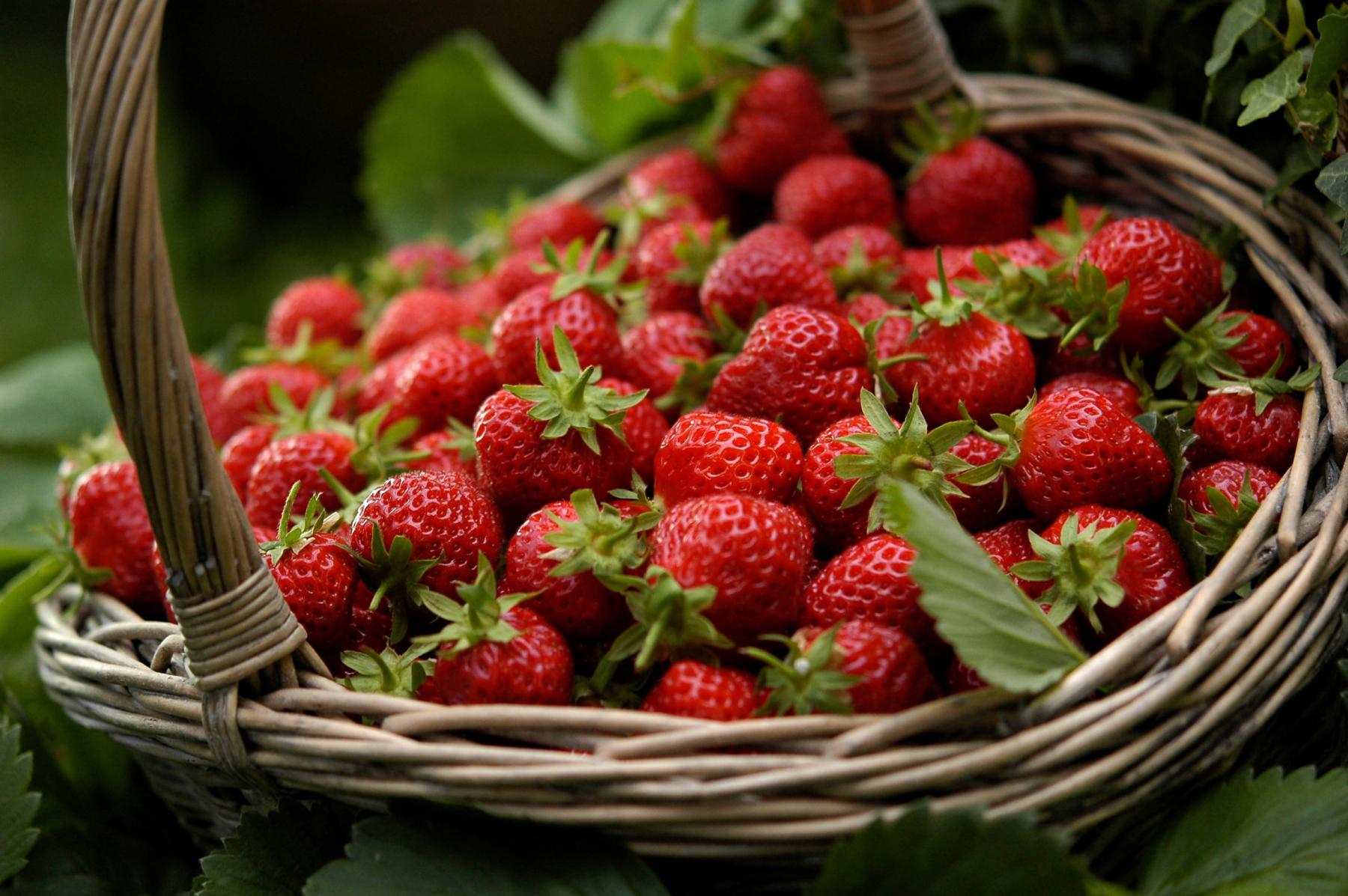 Photographie Shooting photo : belle récolte de fraises de Plougastel délicatement posées dans un panier d'osier