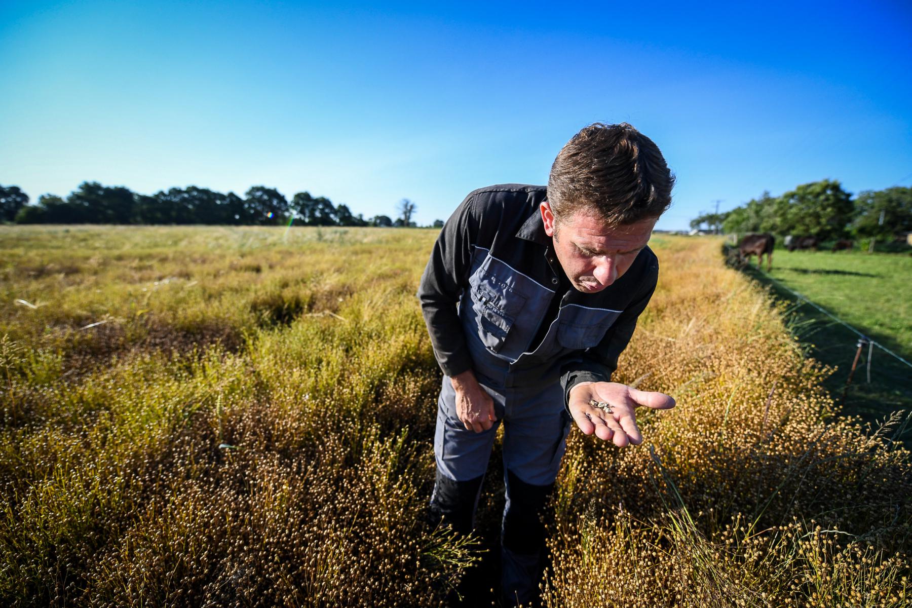 Photographie Reportage photo dans dans le secteur agricole au sein de l'élevage «Myabi» de S. Cherel, qui met en lumière l'excellence des boeufs Wagyu dans le terroir breton.