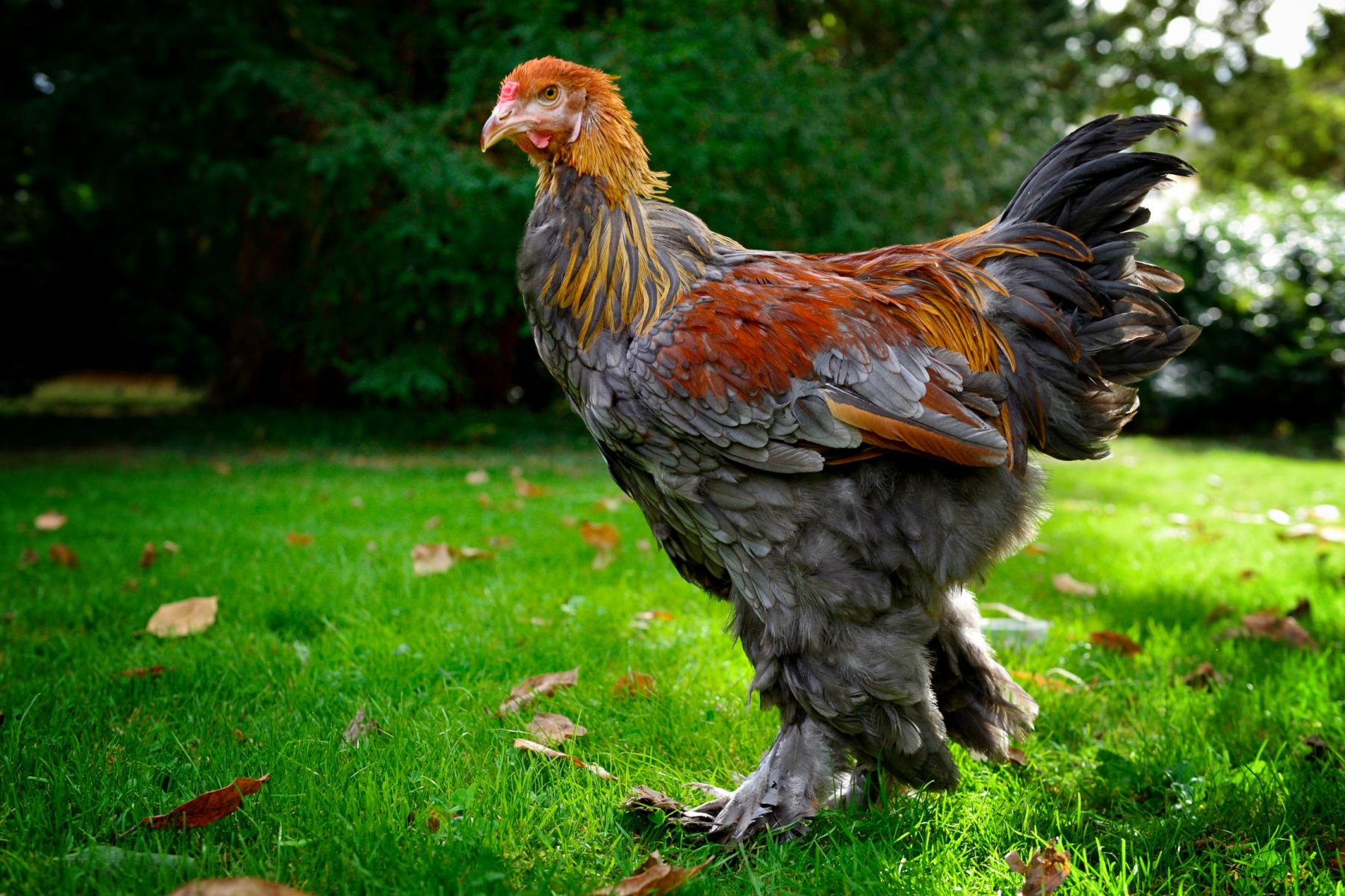 Photographie Reportage photo dans dans le secteur agricole : portrait d'un coq Brahma majestueux dans son espace naturel