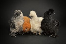 Photographie Portraits de poules et coqs (client : Magalli)