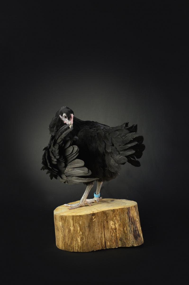 Photographie Shooting photo de volailles et poules : portrait artistique d'une poule gauloise sur billot. Une esthétique chic valorisant le patrimoine agricole breton en studio.