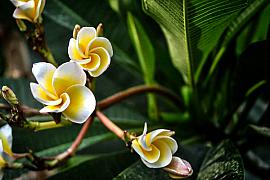 Photo Fleur de frangipanier • Tonkin • Vietnam