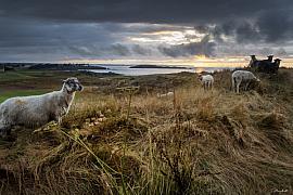 Photo StBriac moutons
