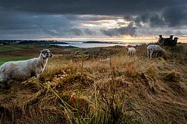 Photo Moutons sur le golf de Saint-Briac