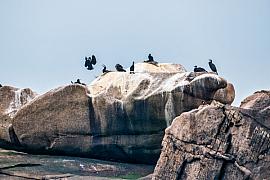 Photo Sur les rochers de l'île Molène et ses cormorans • Trébeurden
