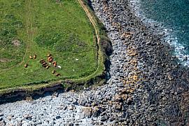 Photo Vaches au pâturage entre terre et mer • Cléder