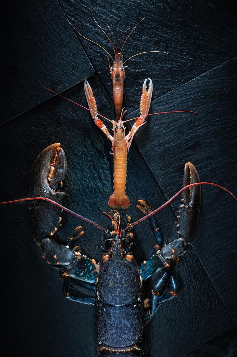 Photographie Prise de vue graphique et conceptuelle de crustacés. Une mise en scène élégante signée Christophe Huchet pour la gastronomie Bretonne