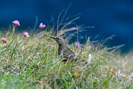 Photo  Le pipit farlouse dans les herbes hautes du cap Fréhel