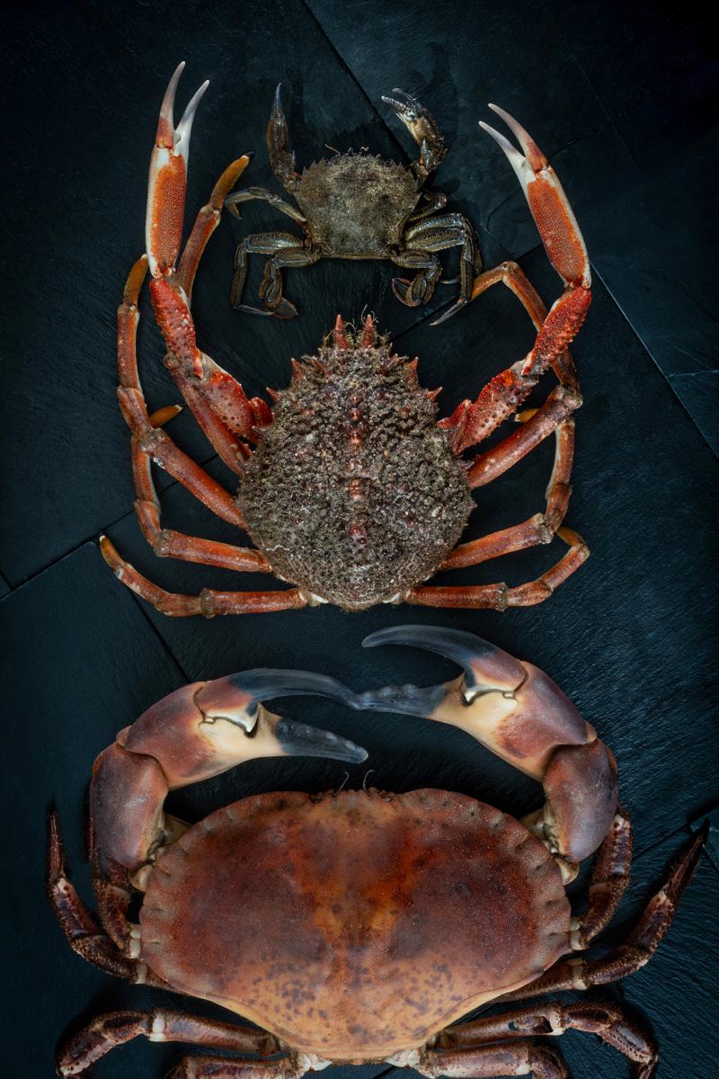Trois crabes disposés symétriquement sur une ardoise noire, vue de dessus, éclairage studio contrasté.
