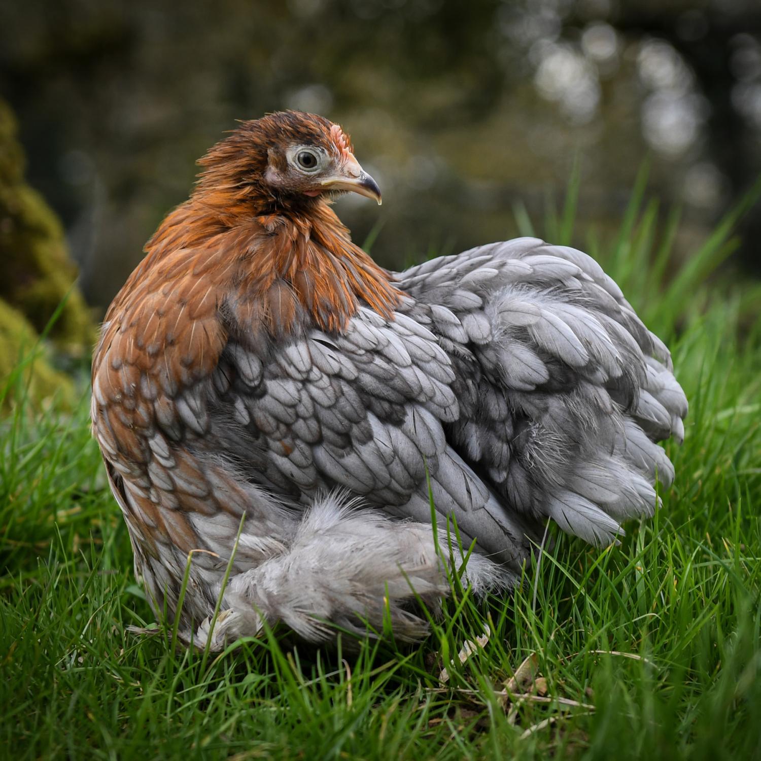 Photographie Poule Brahma cailloutée dans l'herbe