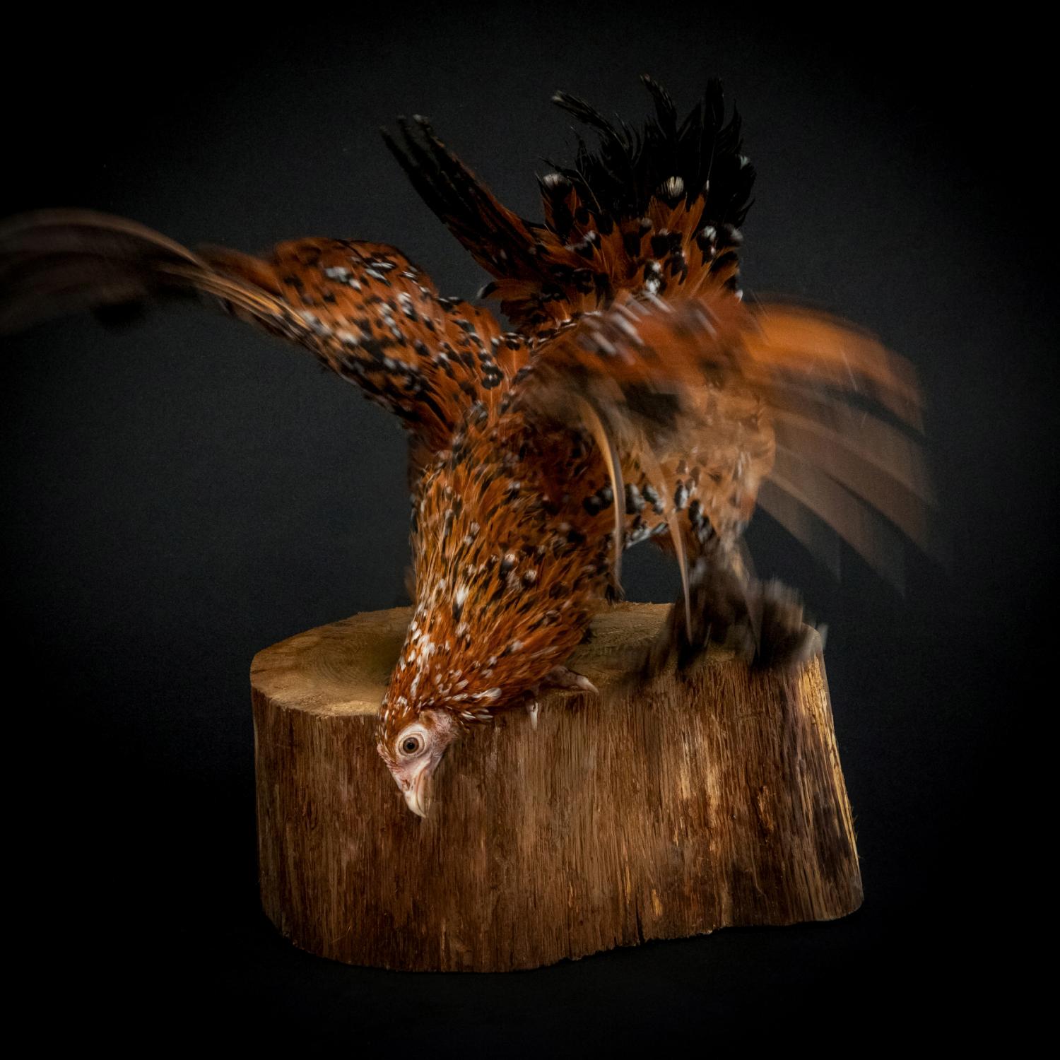 Photographie Poule Bantam cailloutée battant des ailes